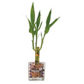 6" Lucky Bamboo Plant in 3" Square Glass